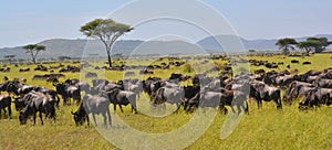 Migration of the buffalo Wildebeest on the plains of Africa.