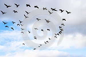 Migration of Canada geese in flight in autumn