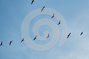 Descargando observación de aves en anos volador grúas en azul otono el cielo 