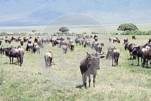 Migration of Gnus