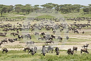 The Migration herds in the Ndutu area, Tanzania