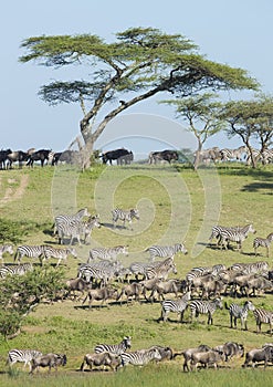 The Migration herds in the Ndutu area, Tanzania