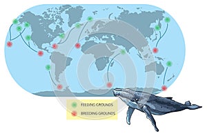 Migration-Humpback Whale