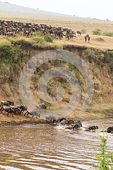 The migration of large herds of wildebeest. Kenya, Africa