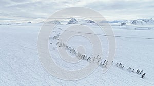 Migration of penguins colony. Antarctica flight.