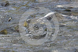 The migration of Salmons - Silver Salmons in a creek in Alaska