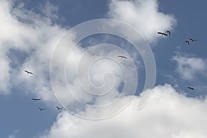 Migration of storks.flock of birds flying in the blue sky, natural background.Storks flying in the blue sky with white clouds.