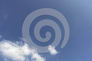 Migration of storks.flock of birds flying in the blue sky, natural background.Storks flying in the blue sky with white clouds.