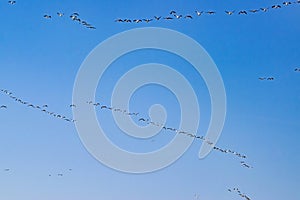 Migration of Wild Geese in Early Spring at Sunrise