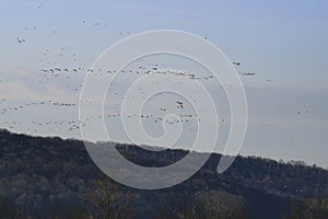 Migration of Wild Geese in Early Spring at Sunrise
