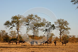 Migration of wildebeest