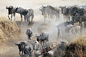 Migration of wildebeest