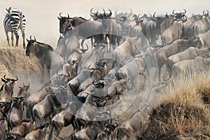 Migration of wildebeest