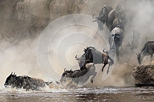 Migration of wildebeest photo