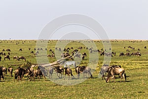 Migration wildebeest and zebras in savanna of Kenya. Africa