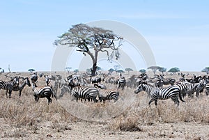 Migration Zebra dry grass savanna Tanzania