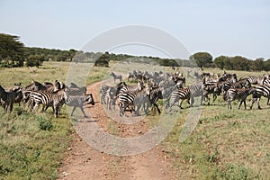 Migration of zebras