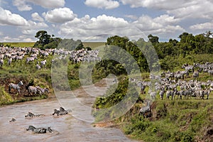 Migration of zebras in Masai Mara, Kenya