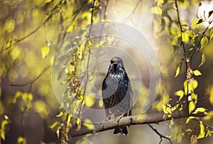 Migratory bird black starling sit on birch branches in may sunny park and sing a song