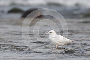 Migratory bird,black-tailed gull.
