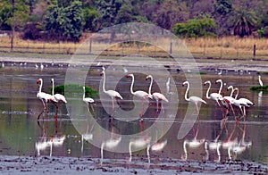 Migratory bird Flamingos in upper lake in Bhopal