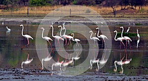 Migratory bird Flamingos in upper lake in Bhopal