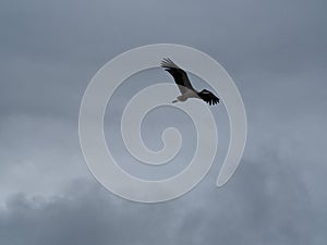 Migratory bird flying under the clouds, lerida, spain, europe