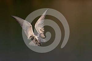 Migratory bird - flying Whiskered Tern