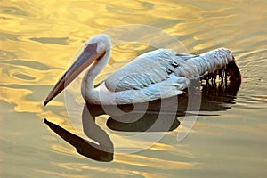 Migratory bird on the lake water. photo