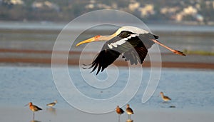 Migratory bird painted stork in Bhopal