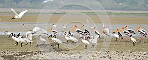 Migratory bird painted stork and ibis in Bhopal