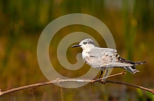 Migratory bird - Whiskered Tern