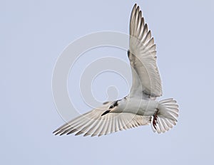Migratory bird - flying Whiskered Tern