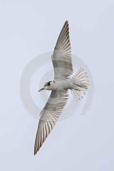 Migratory bird - flying Whiskered Tern