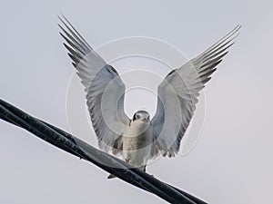 Migratory bird - Whiskered Tern