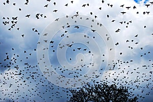 Migratory birds in the autumn