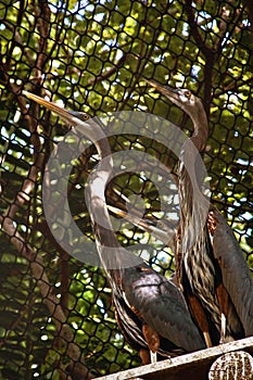 Migratory birds in aviary on Rosario Islands