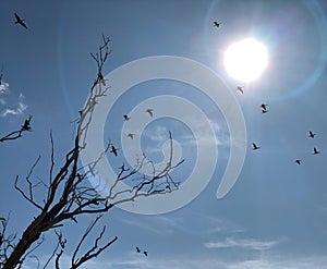 Migratory birds on the background of the sun and sky. Wild ducks fly to warmer climes. Silhouettes of birds in the blue sky. Birds