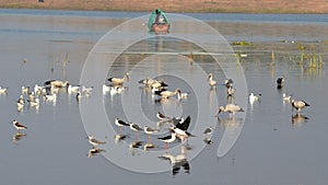 Migratory birds came to Bhopal