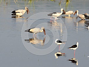 Migratory birds came to Bhopal