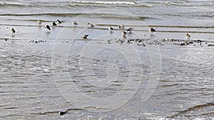 Migratory birds Dunlin feeding on shallow water of sea coast on insects washed by foam, grass and algae against waves