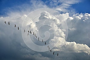 Migratory birds photo