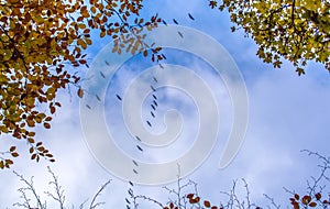 Migratory birds fly past blue skies and autumn treetops