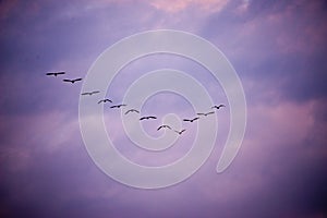 Migratory birds flying in formation