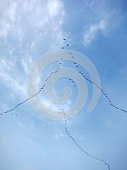 Migratory Birds Flying in Formation photo
