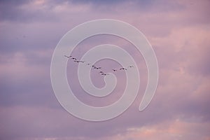 Migratory birds flying in v-formation