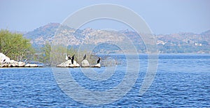 Migratory Birds at Jaisamand Lake, near Udaipur, Rajasthan