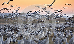 Migratory birds in the nature reserve in Israel