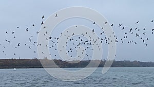 Migratory birds over the river on a foggy autumn day. Migration to warmer climes. View from the water.