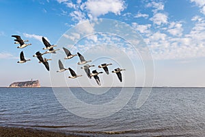 Migratory birds on poyang lake